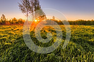 Dawn or sunset in a spring field with green grass, lupine sprouts, fog on the horizon and clear bright sky. Sunbeam on a