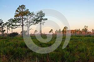 Dawn at Three Lakes Wildlife Management Area, Florida