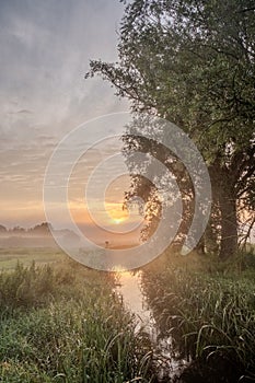 Dawning Light: Misty Morning by the Creek