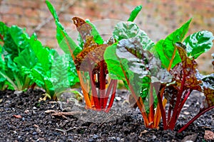 Beetroot plant growing in garden photo