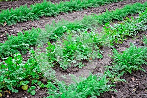 Carrots and parsley plant growing in garden photo