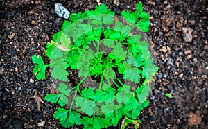 parsley plant growing in garden photo