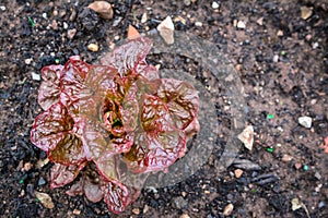 Carrots lettuce plant growing in garden photo