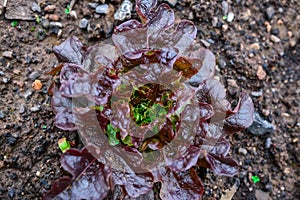 Lettuce plant growing in garden photo