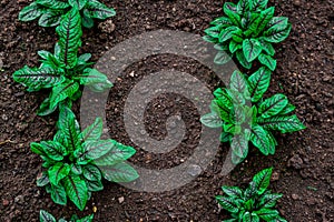 Lettuce plant growing in garden photo