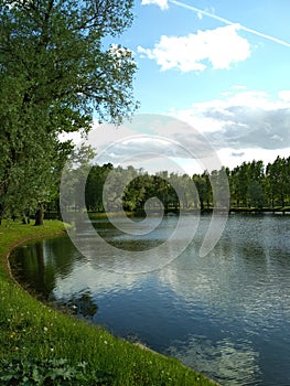 Day, beautiful view of the park. On the shore of the lake grass, dandelions and trees. The sky is reflected in the lake with white