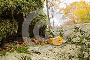 Beechwood of soriano nel cimino photo