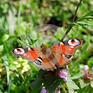 Day butterfly Admiral