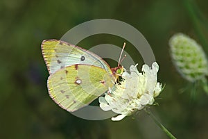 Day butterfly (Colias hyale)