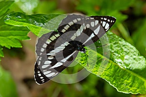 A day butterfly from the family nymphalidae, Neptis sappho. The butterfly is very trusting, is not afraid of a person