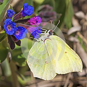 Day butterfly of Limonnits (Gonepteryx)