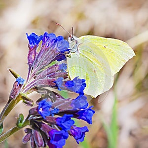 Day butterfly of Limonnits (Gonepteryx)