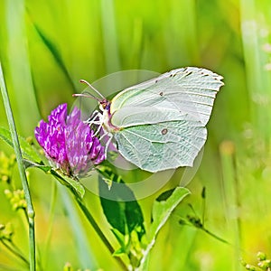 Day butterfly of Limonnits (Latin Gonepteryx)