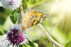Day butterfly Painted lady Vanessa cardui sits on a burdock flower in Sunray and drinks nectar