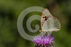 Day butterfly perched on flower, Argynnis aglaja photo