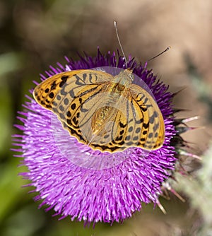 Day butterfly perched on flower, Argynnis pandora. photo