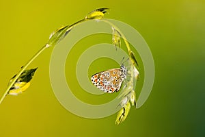 Day butterfly perched on flower, Aricia cramera. photo