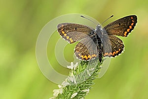 Day butterfly perched on flower, Aricia montensis photo