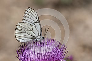 Day butterfly perched on flower, Aporia crataegi. photo