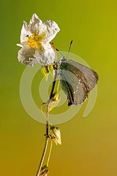 Day butterfly perched on flower, Callophrys rubi. photo