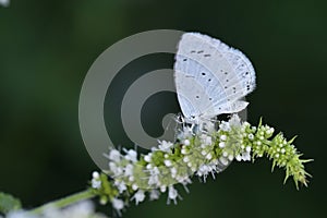 Day butterfly perched on flower, Celastrina argiolus. photo