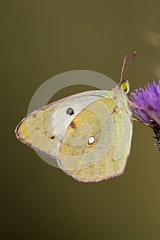 Day butterfly perched on flower, Colias alfacariensis photo