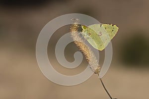 Day butterfly perched on flower, Colias crocea. photo