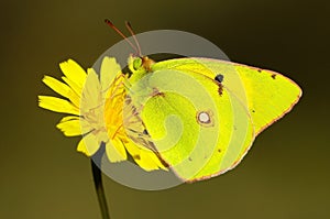 Day butterfly perched on flower, Colias crocea. photo