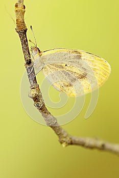 Day butterfly perched on flower, Colotis evagore photo