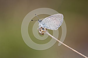 Day butterfly perched on flower, Cupido lorquinii photo
