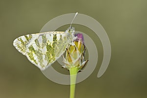 Day butterfly perched on flower, Euchloe belemia. photo