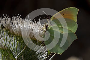 Day butterfly perched on flower, Gonepteryx cleopatra photo