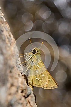 Day butterfly perched on flower, Hesperia comma. photo