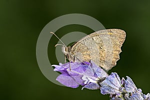 Day butterfly perched on flower, Hyponephele lycaon photo