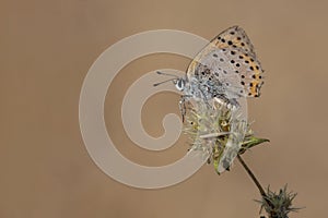 Day butterfly perched on flower, Lycaena alciphron, photo