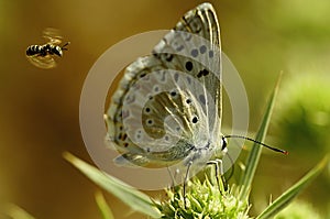 Day butterfly perched on flower, Lysandra albicans photo