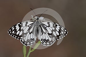 Day butterfly perched on flower, Melanargia ines. photo