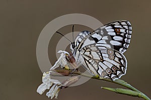 Day butterfly perched on flower, Melanargia ines. photo