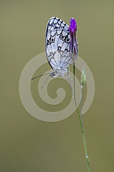 Day butterfly perched on flower, Melanargia lachesis photo