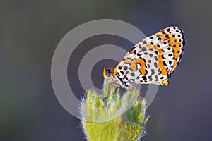 Day butterfly perched on flower, Melitaea aetherie photo