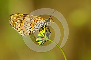 Day butterfly perched on flower, Melitaea aetherie photo