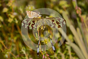 Day butterfly perched on flower, Muschampia proto. photo