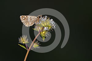 Day butterfly perched on flower, Muschampia proto. photo