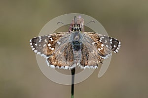 Day butterfly perched on flower, Pyrgus sp photo