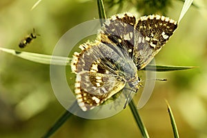 Day butterfly perched on flower, Syrichtus proto photo