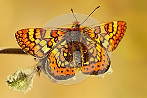 Day butterfly perched on flower, Euphydryas aurinia. photo