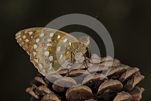 Day butterfly perched on flower, Fabriciana adippe photo