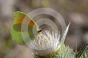 Day butterfly perched on flower, Gonepteryx rhamni photo