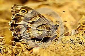 Day butterfly perched on flower, Hipparchia fidia. photo