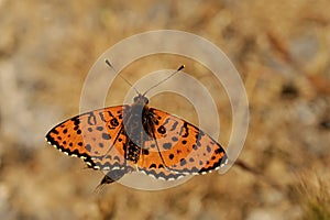 Day butterfly perched on flower, Melitaea didyma photo
